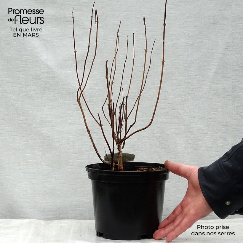 Example of Elsholtzia stauntonii - Menta arbustiva Vaso da 2L/3L as you get in printemps