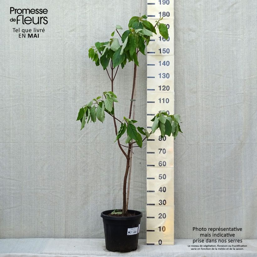 Example of Emmenopterys henryi Vaso da 12L/15L as you get in printemps