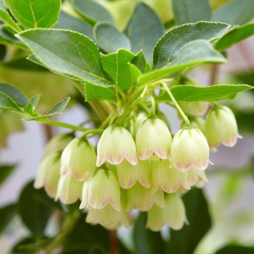Enkianthus campanulatus Prettycoat (Fioritura)