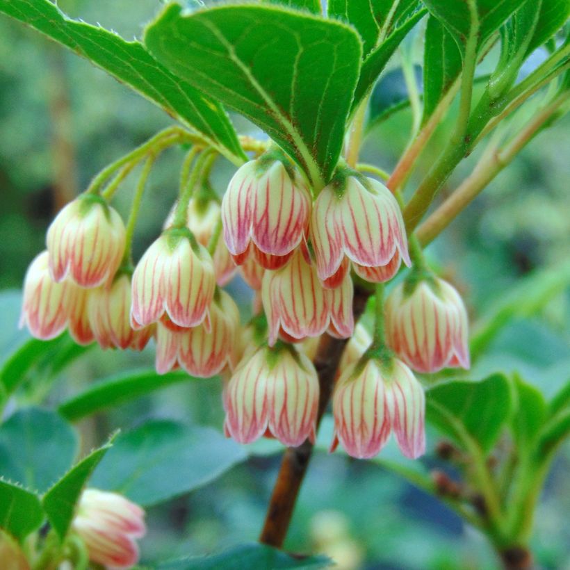 Enkianthus campanulatus (Fioritura)