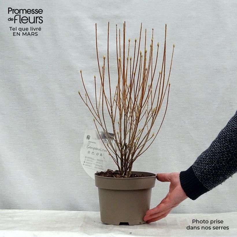 Enkianthus campanulatus Vaso da 2L/3L esemplare consegnato in primavera