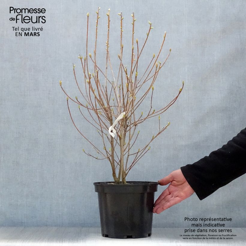 Enkianthus campanulatus Red Bells Vaso da 2L/3L esemplare consegnato in primavera