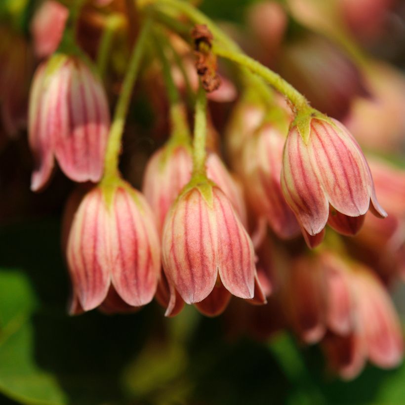 Enkianthus campanulatus var. palibinii (Fioritura)