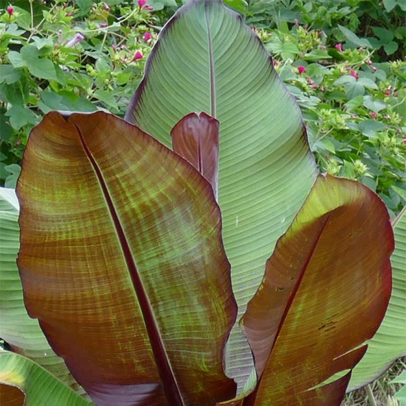 Ensete ventricosum Maurelii - Falso banano rosso (Fogliame)