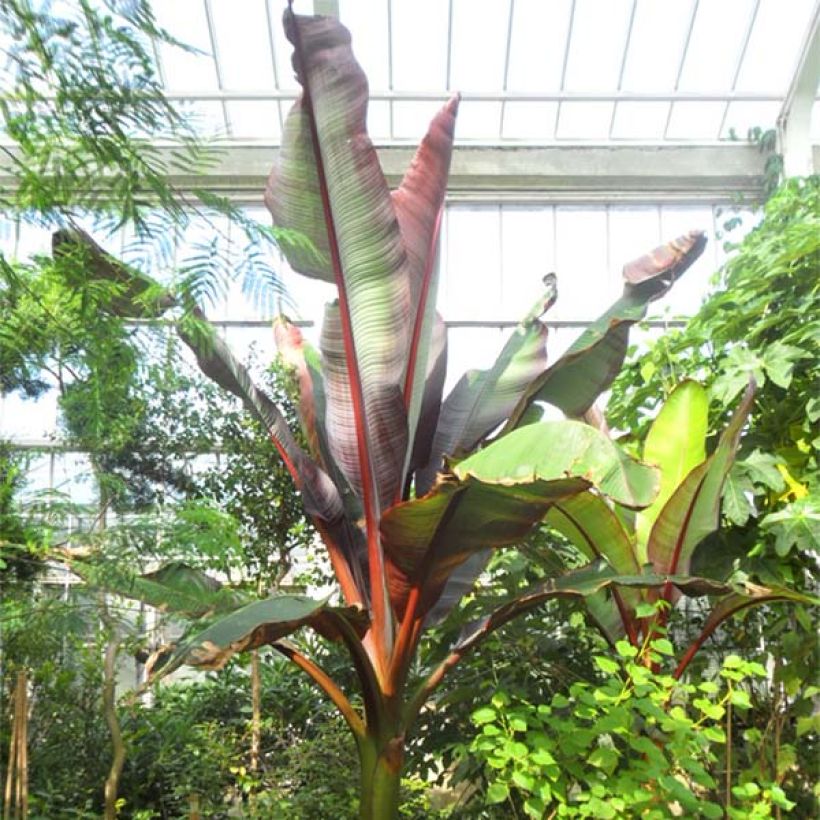 Ensete ventricosum Maurelii - Falso banano rosso (Porto)