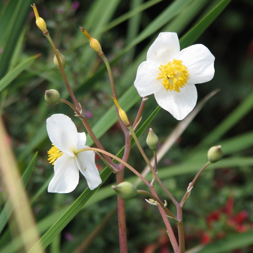 Eomecon chionantha (Fioritura)