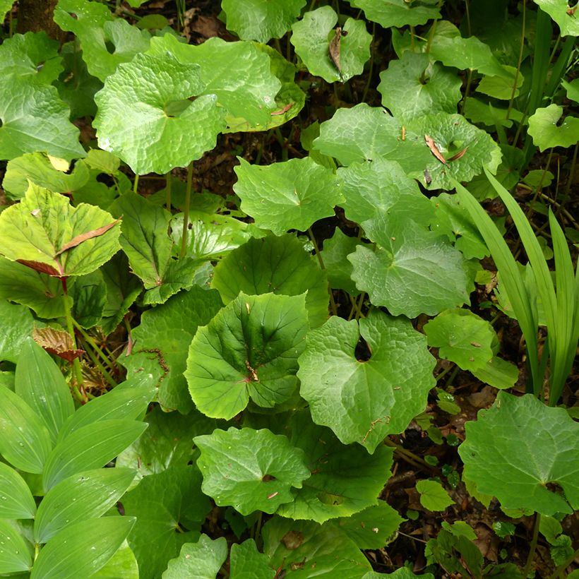 Eomecon chionantha (Fogliame)