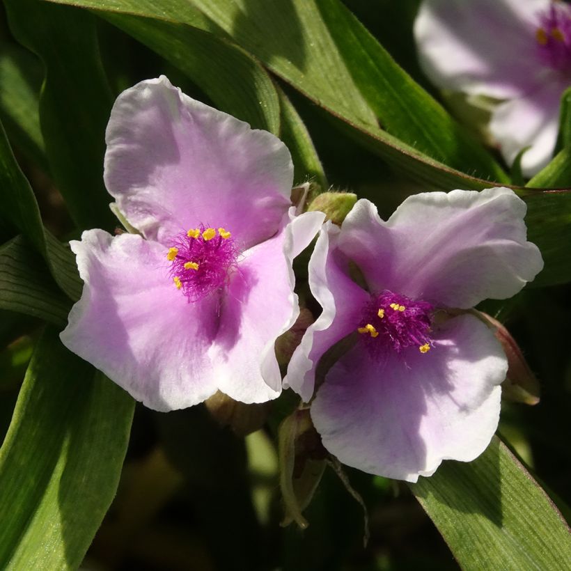 Tradescantia andersoniana Pink Chablis (Fioritura)