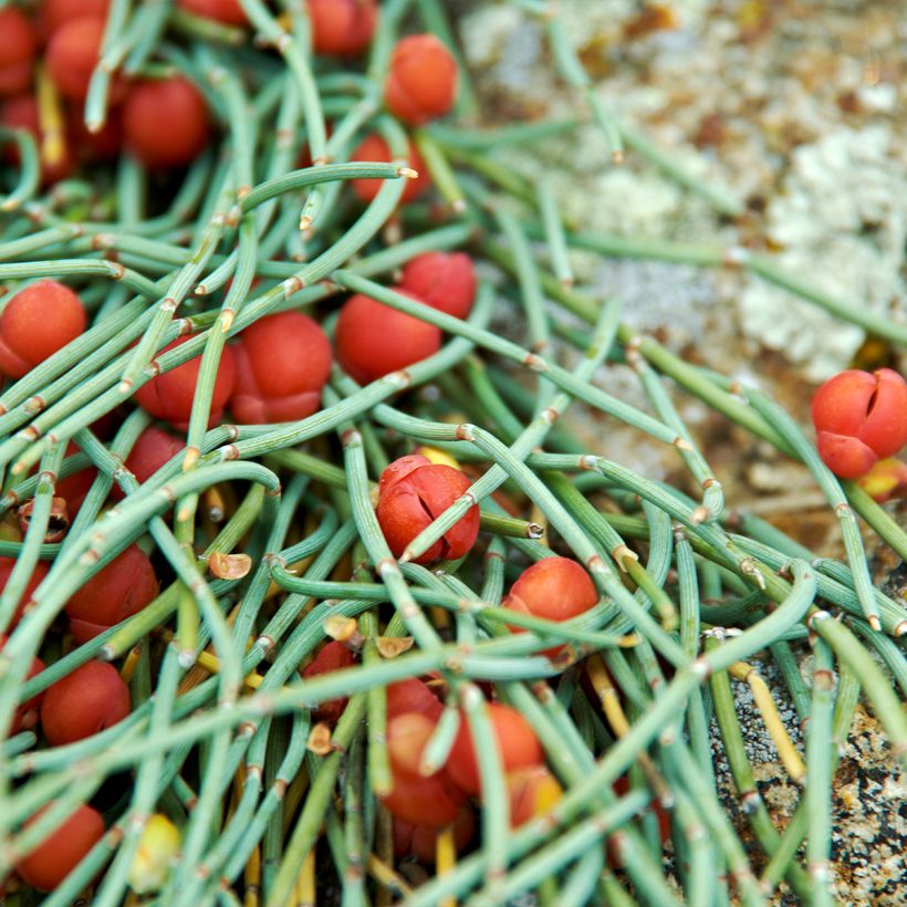 Ephedra minima - Efedra (Fogliame)