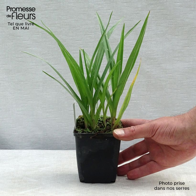 Tradescantia andersoniana JC Weguelin Vasetto da 8/9 cm esemplare consegnato in primavera