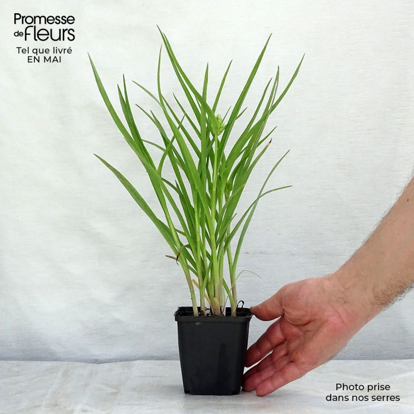 Tradescantia andersoniana Little Doll Vasetto da 8/9 cm esemplare consegnato in primavera