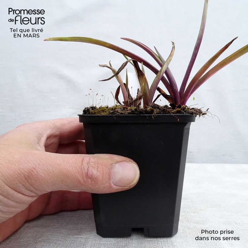 Example of Tradescantia andersoniana Osprey Vasetto da 8/9 cm as you get in printemps
