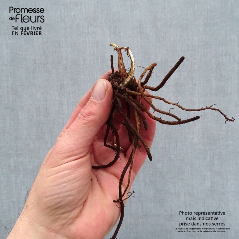 Tradescantia andersoniana Pink Chablis Piante piccole a radice nuda esemplare consegnato in inverno