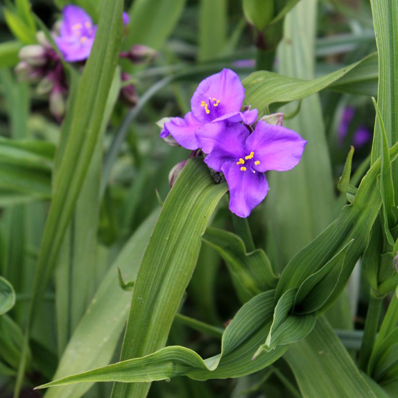 Tradescantia andersoniana Concord Grape (Fogliame)