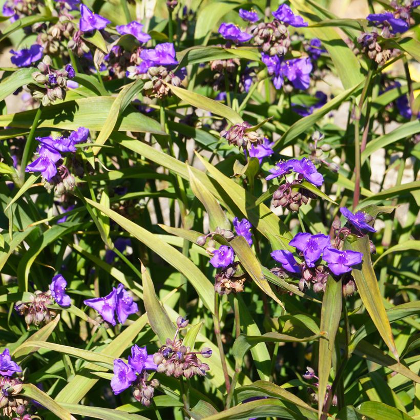 Tradescantia andersoniana Concord Grape (Porto)