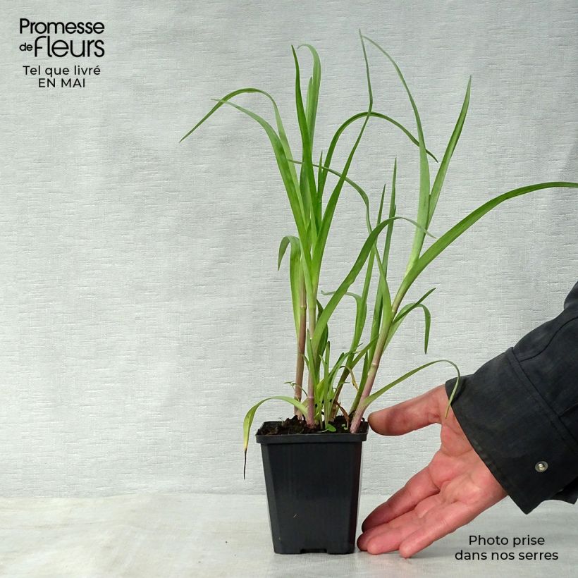 Tradescantia andersoniana Innocence Vasetto da 8/9 cm esemplare consegnato in primavera