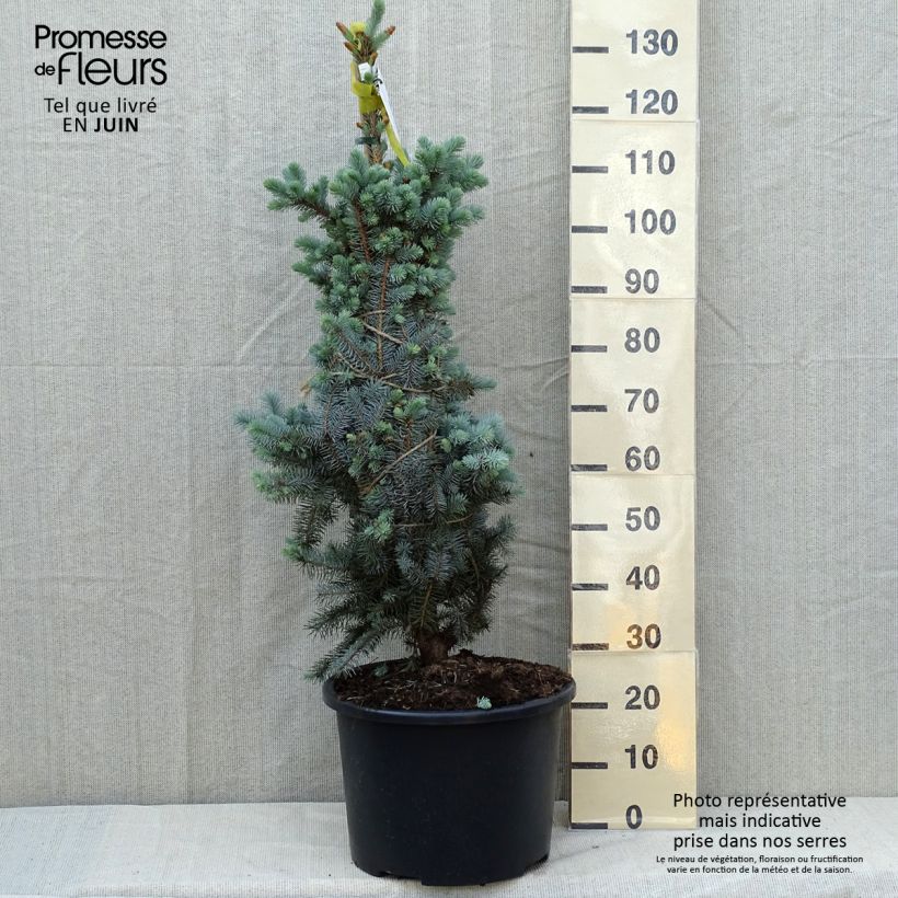 Picea pungens Edith Pezzo esemplare consegnato in primavera
