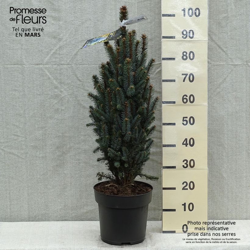 Picea pungens Iseli Fastigiate Pezzo esemplare consegnato in primavera