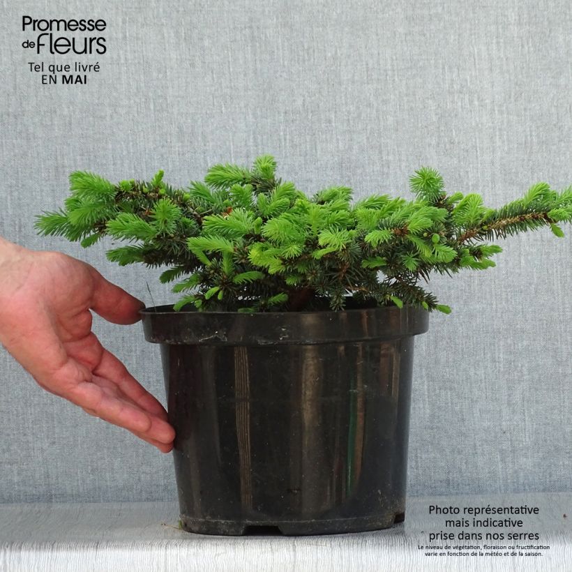 Picea pungens Sonia Vaso da 4L/5L esemplare consegnato in primavera
