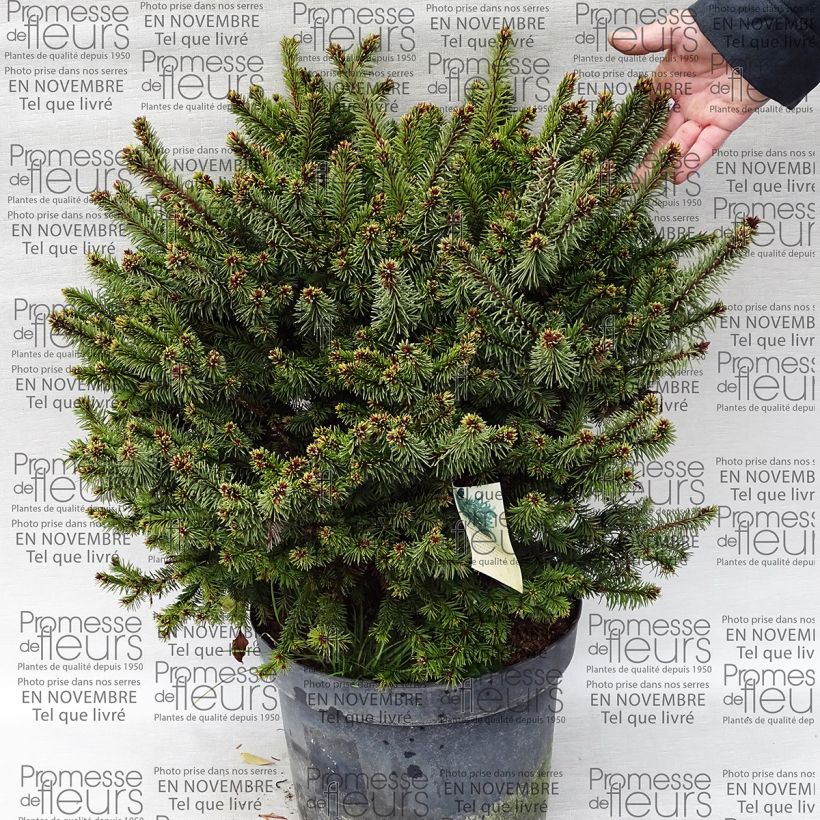 Esempio di esemplare Picea abies Hana Subutus Vaso da 7,5L/10L come consegnato
