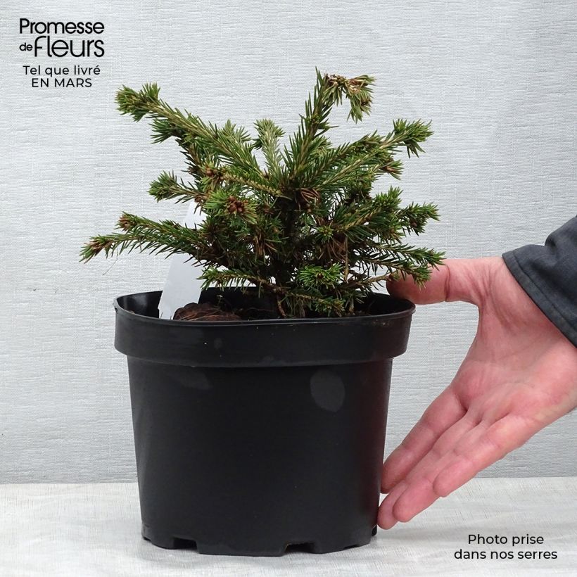 Example of Picea abies Maxwellii Vaso da 2L/3L as you get in printemps