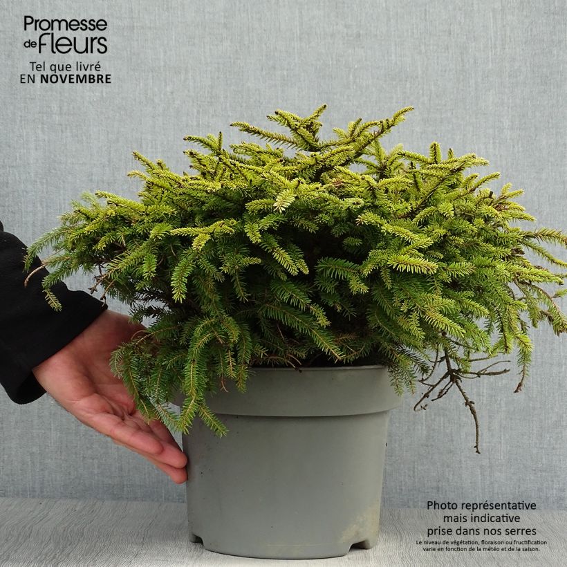 Esemplare di Picea abies Nidiformis - Abete nidiforme Vaso da 2L/3L come consegnato in autunno