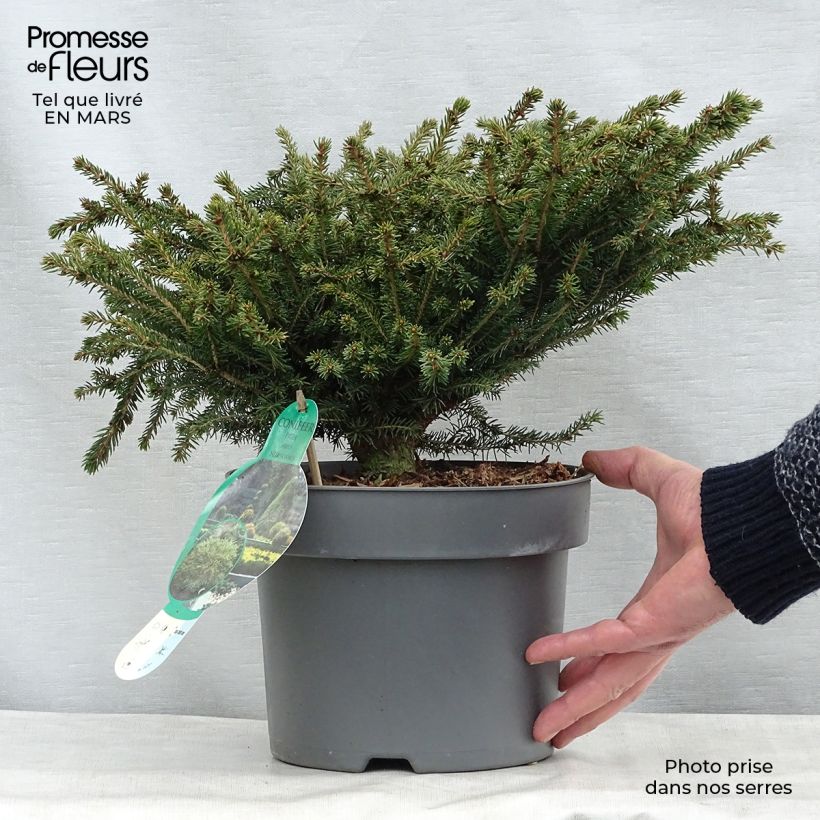 Picea abies Nidiformis - Abete nidiforme Vaso da 2L/3L esemplare consegnato in primavera