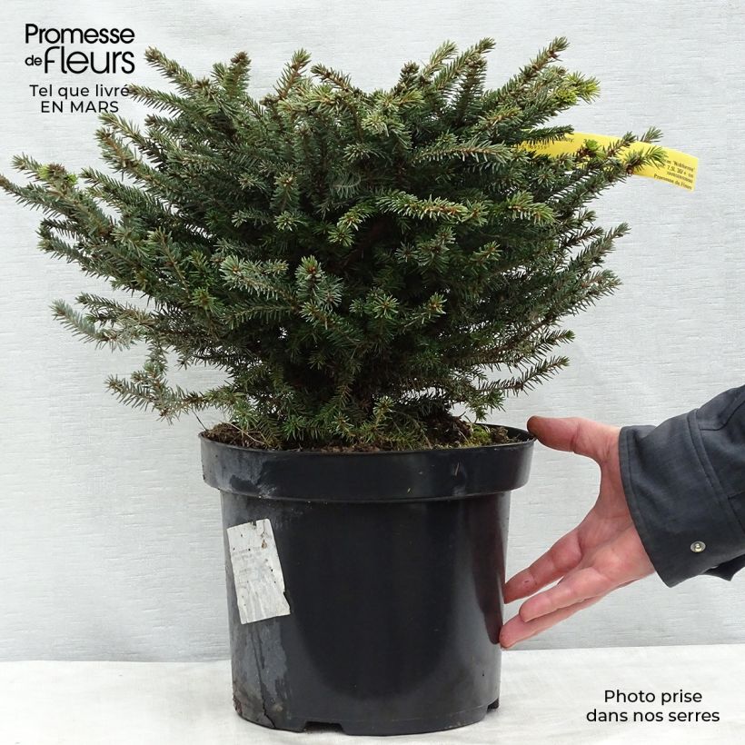 Picea abies Nidiformis - Abete nidiforme Vaso da 7,5L/10L esemplare consegnato in primavera