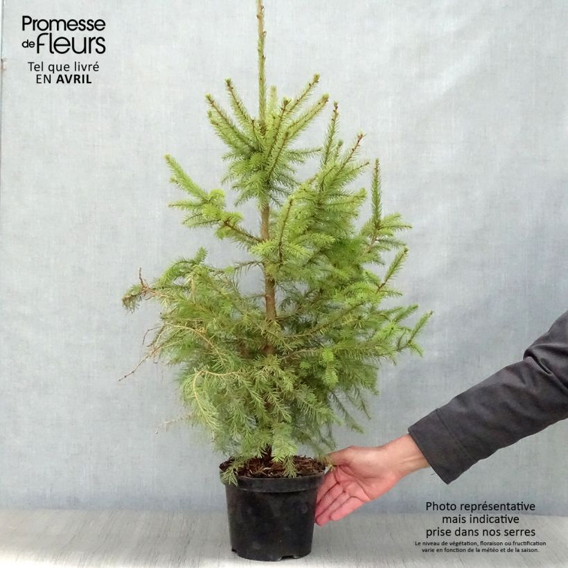 Picea omorika Nana Vaso da 2L/3L esemplare consegnato in primavera