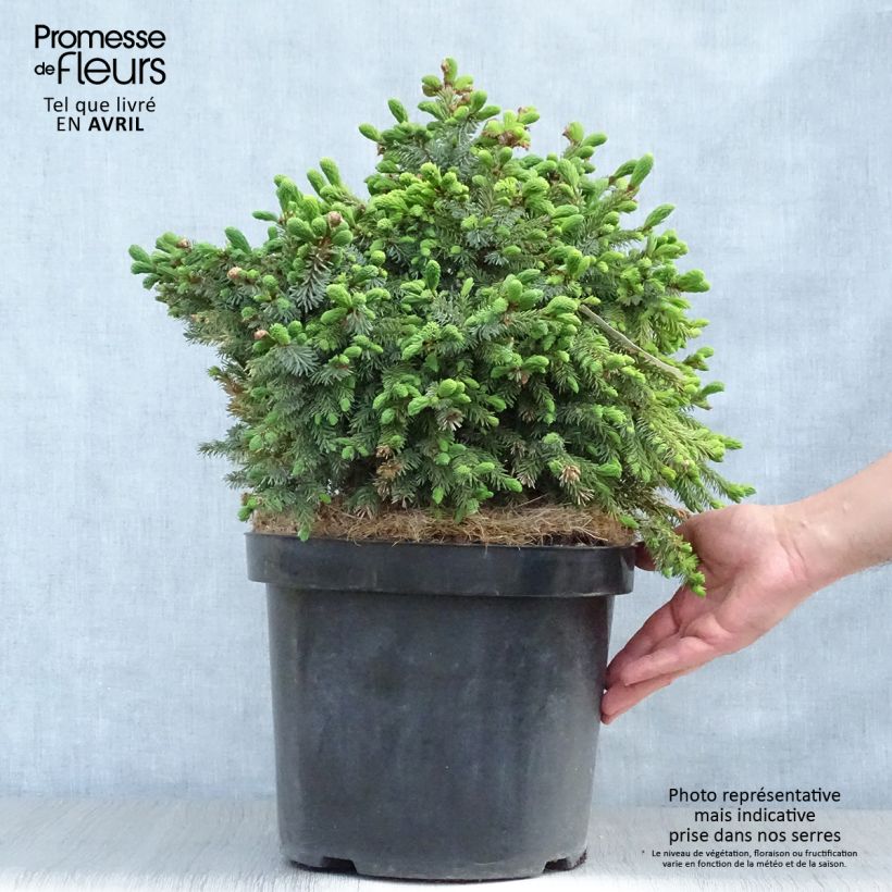 Picea omorika Nana Vaso da 7,5L/10L esemplare consegnato in primavera