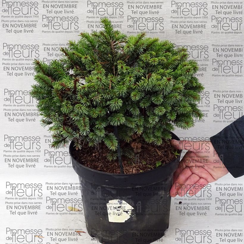 Esempio di esemplare Picea sitchensis Rom Vaso da 7,5L/10L come consegnato