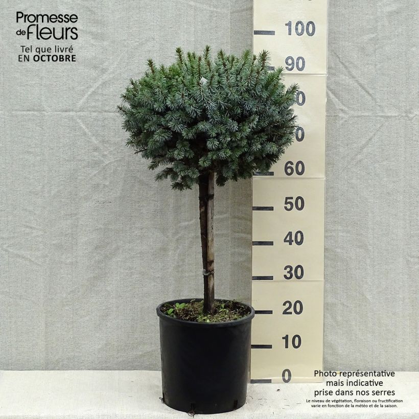 Esemplare di Picea sitchensis Silberzwerg Vaso da 12L/15L, Vaso impalcato come consegnato in autunno