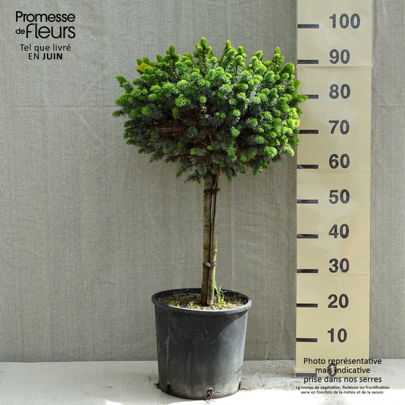 Picea sitchensis Silberzwerg Vaso da 12L/15L, Vaso impalcato esemplare consegnato in primavera