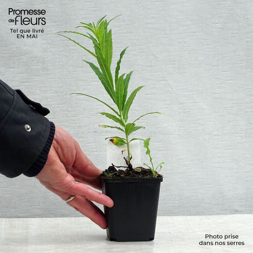 Example of Epilobium angustifolium Album - Camenèrio Vasetto da 8/9 cm as you get in printemps