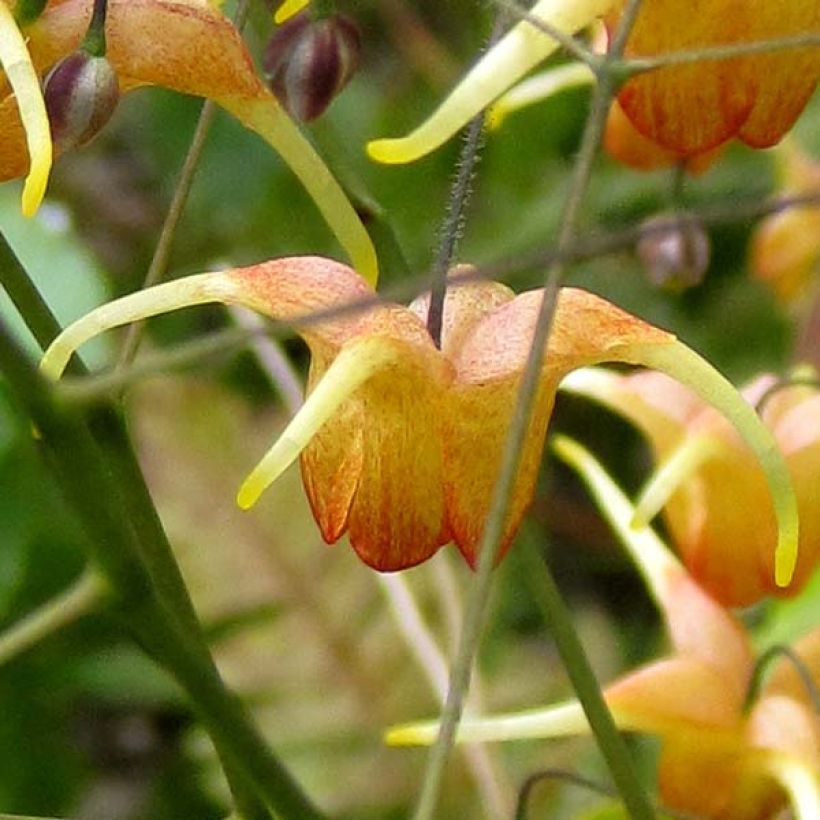 Epimedium Amber Queen (Flowering)