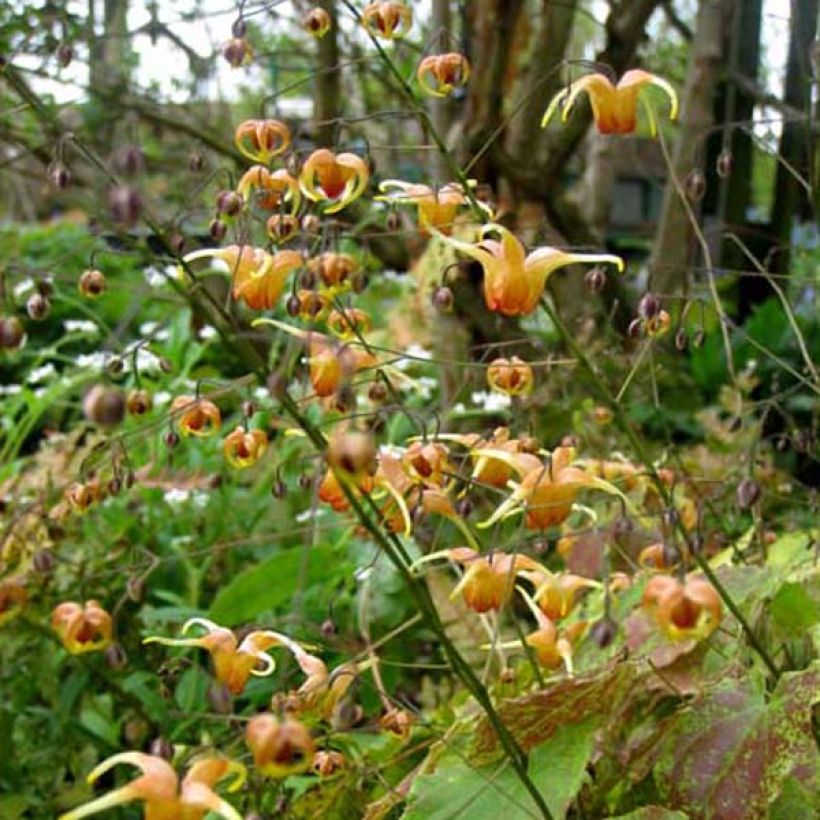 Epimedium Amber Queen (Plant habit)
