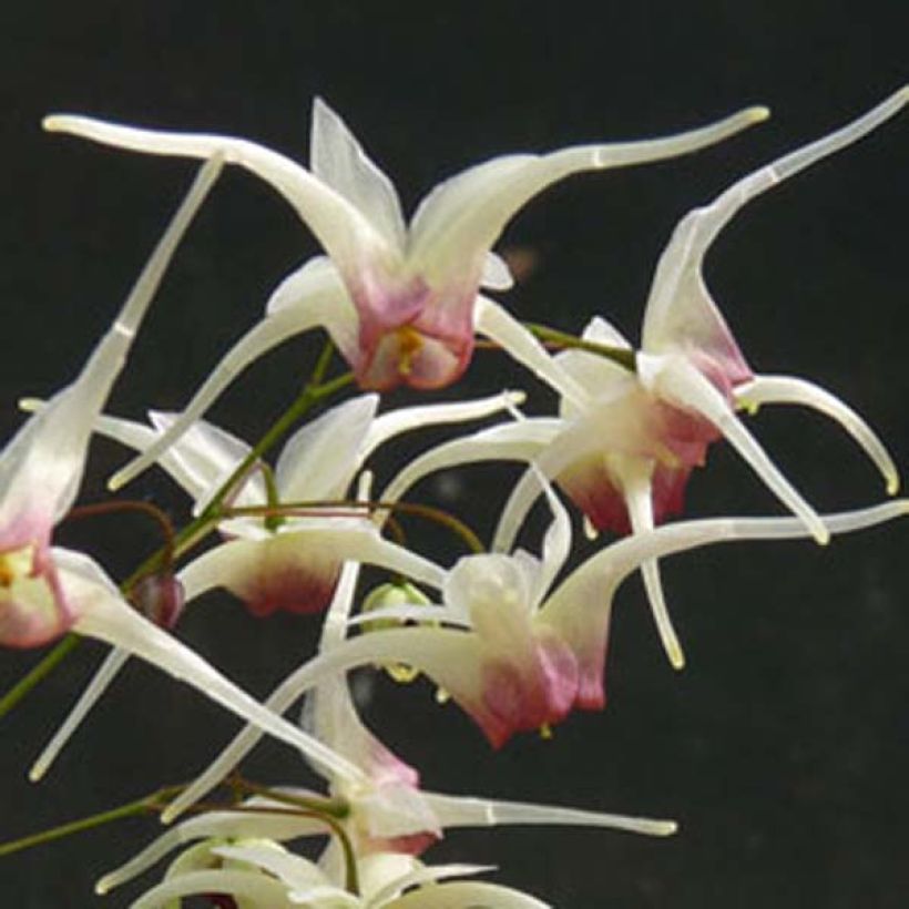 Epimedium Domino (Fioritura)