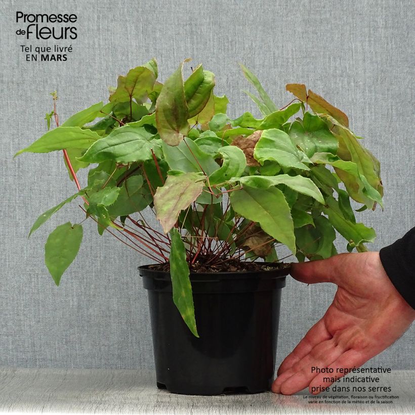 Epimedium Elenwe Vaso da 1,5L/2L esemplare consegnato in primavera