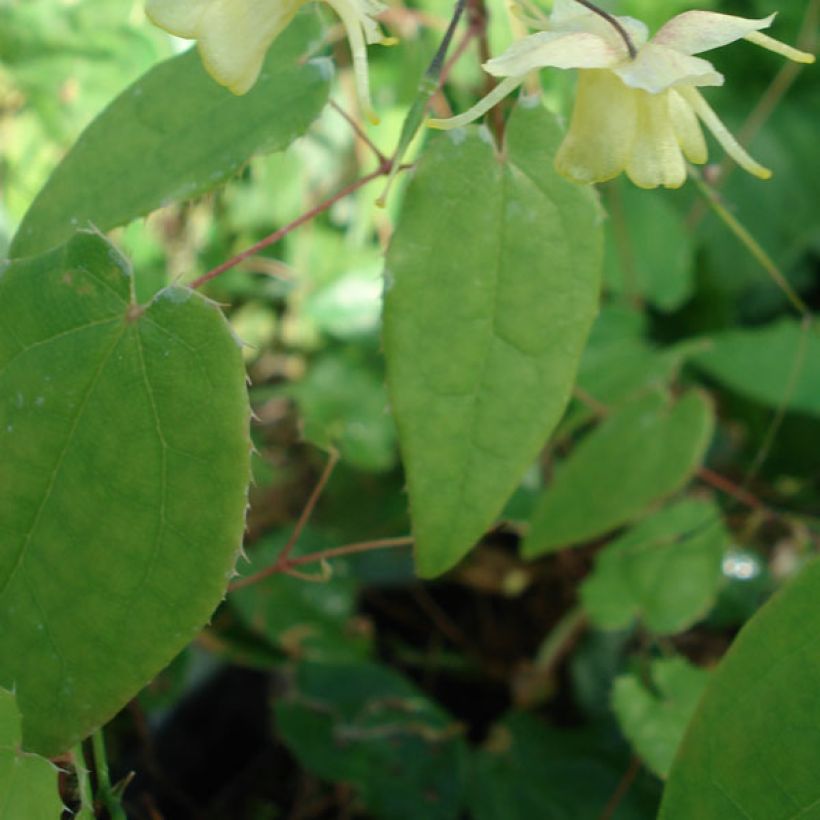 Epimedium Flower Of Sulphur (Foliage)