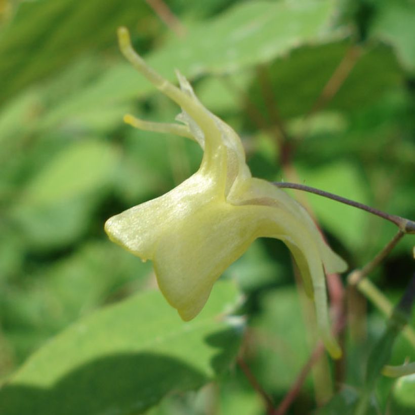 Epimedium Flower Of Sulphur (Flowering)