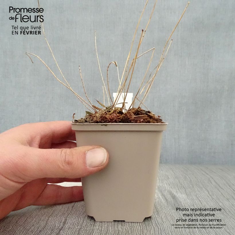 Epimedium acuminatum Vasetto da 8/9 cm esemplare consegnato in inverno