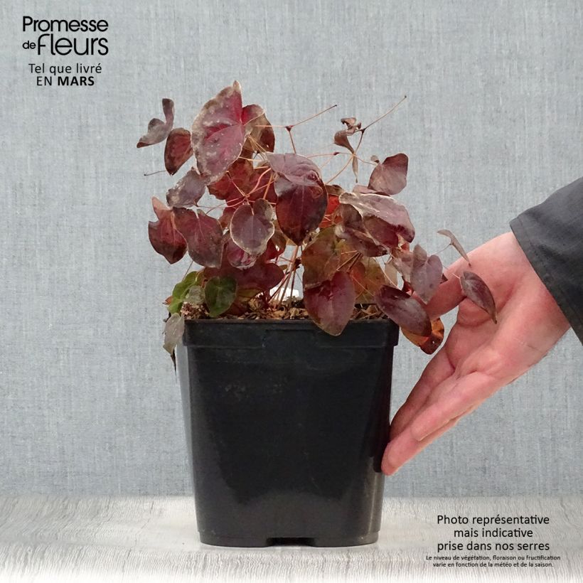 Epimedium acuminatum Vaso da 2L/3L esemplare consegnato in primavera
