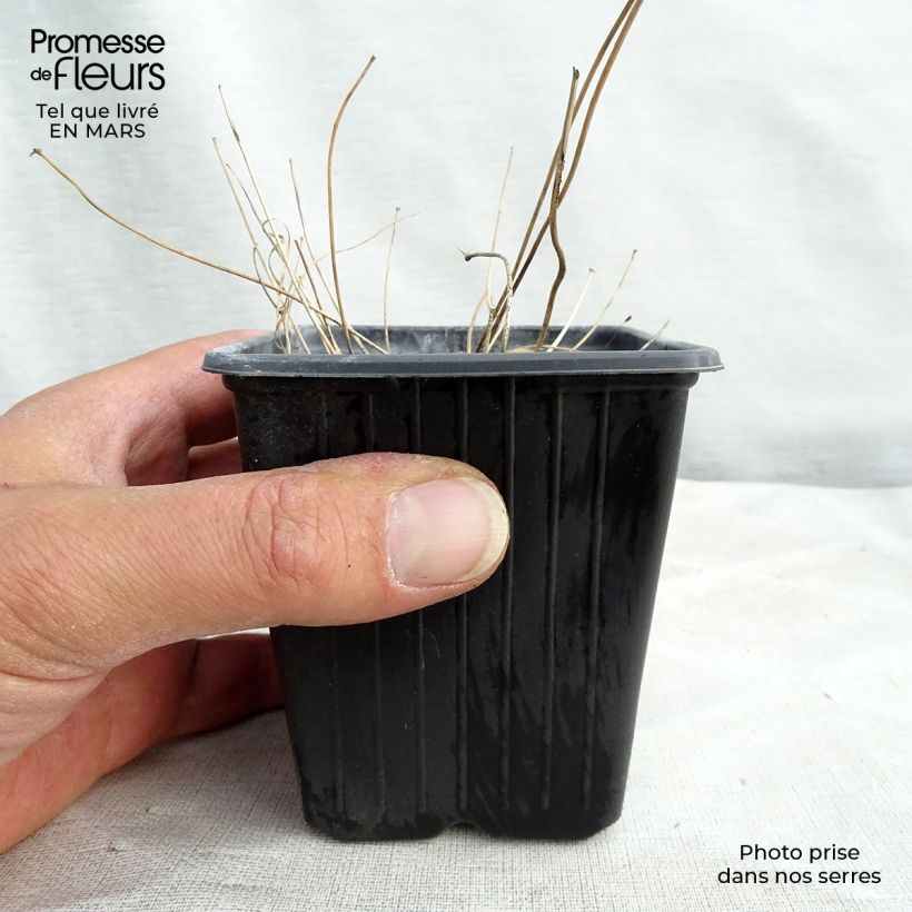 Epimedium Asiatic hybrids Vasetto da 8/9 cm esemplare consegnato in primavera