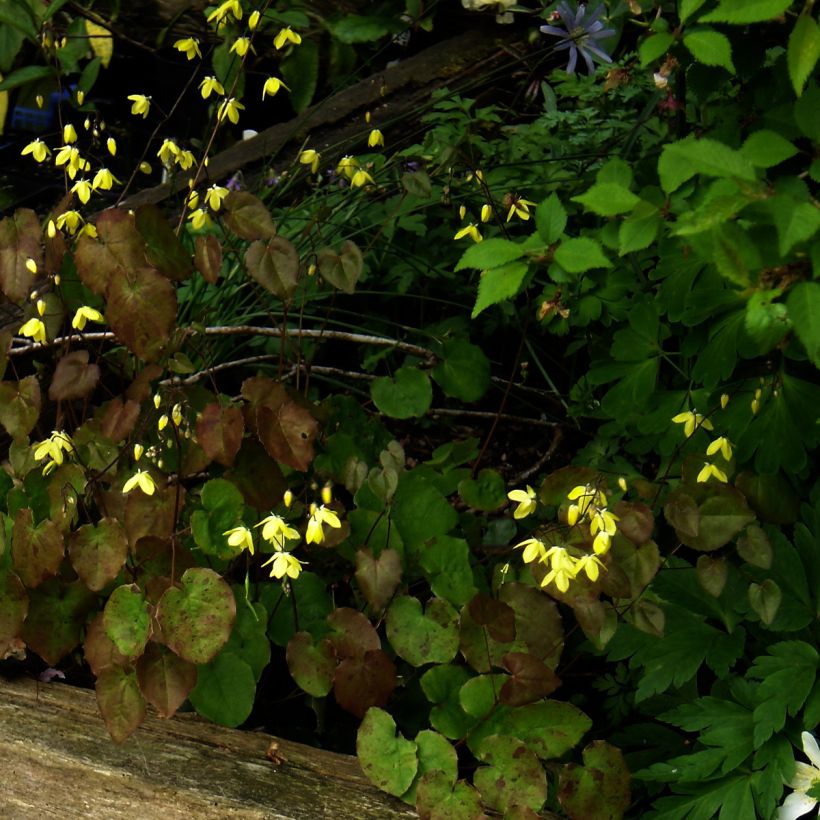 Epimedium campanulatum (Porto)