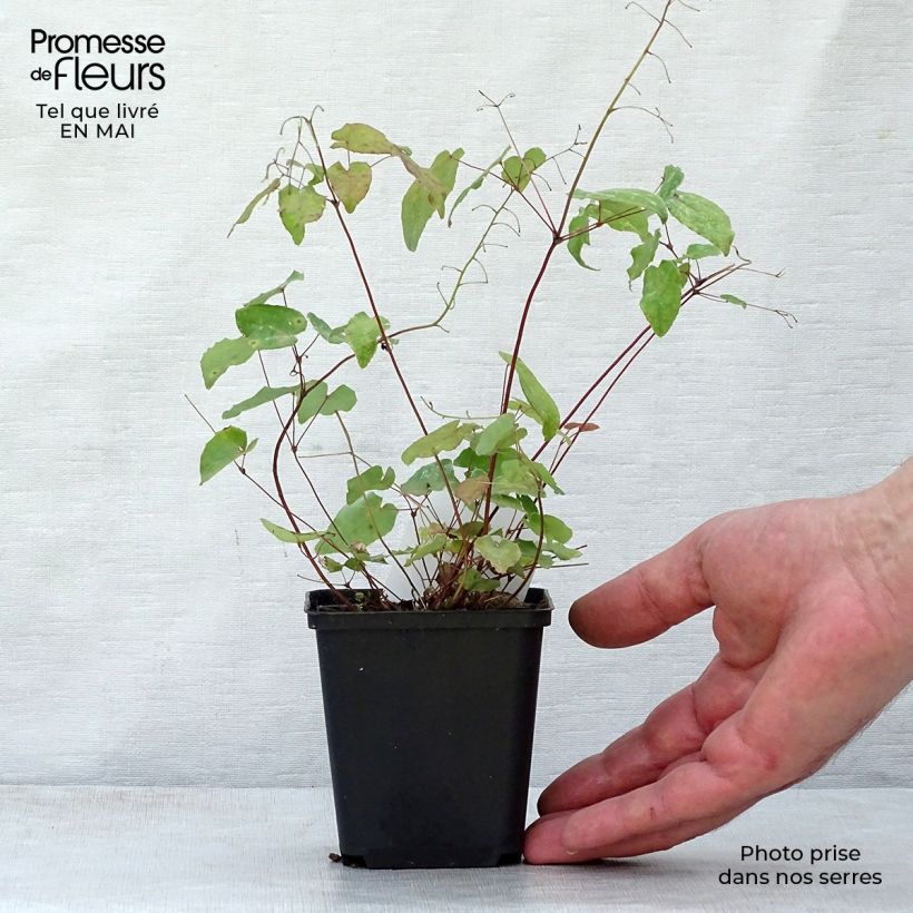 Example of Epimedium davidii Vasetto da 8/9 cm as you get in printemps