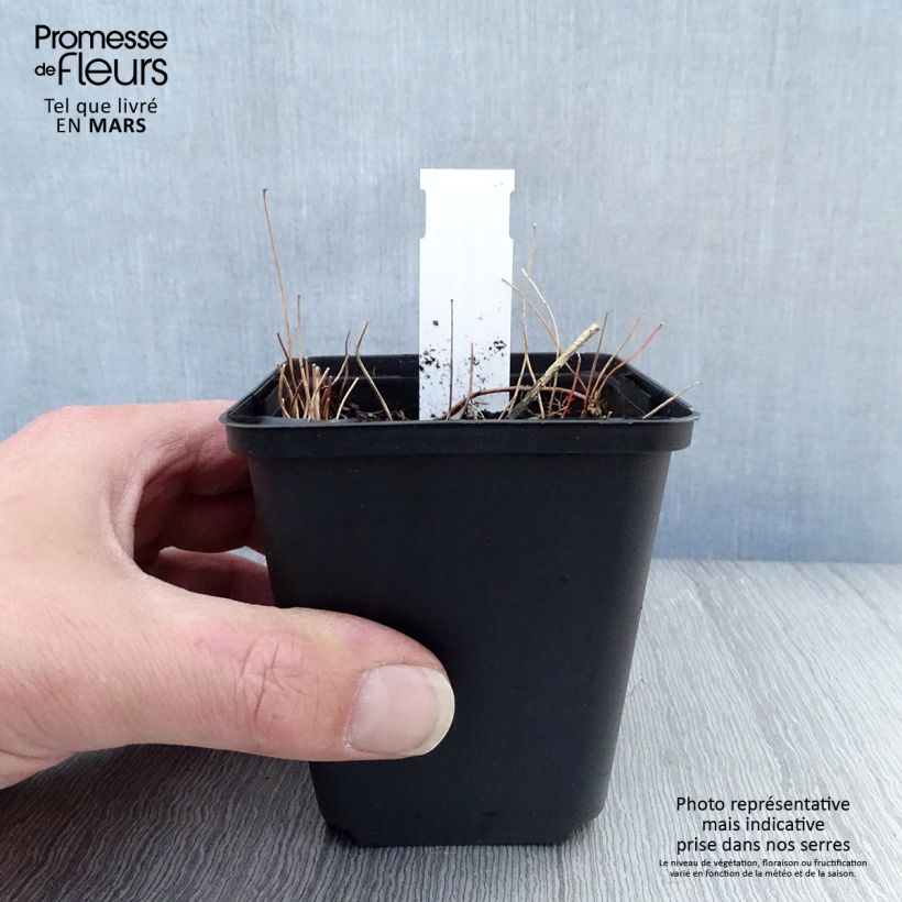 Example of Epimedium elongatum Vasetto da 8/9 cm as you get in printemps