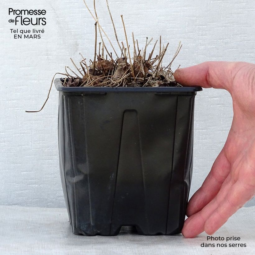 Example of Epimedium grandiflorum Lilafee Vaso da 2L/3L as you get in printemps