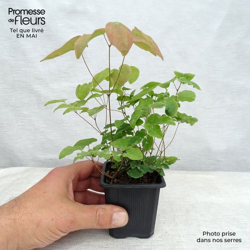 Example of Epimedium grandiflorum Lilafee Vasetto da 8/9 cm as you get in printemps