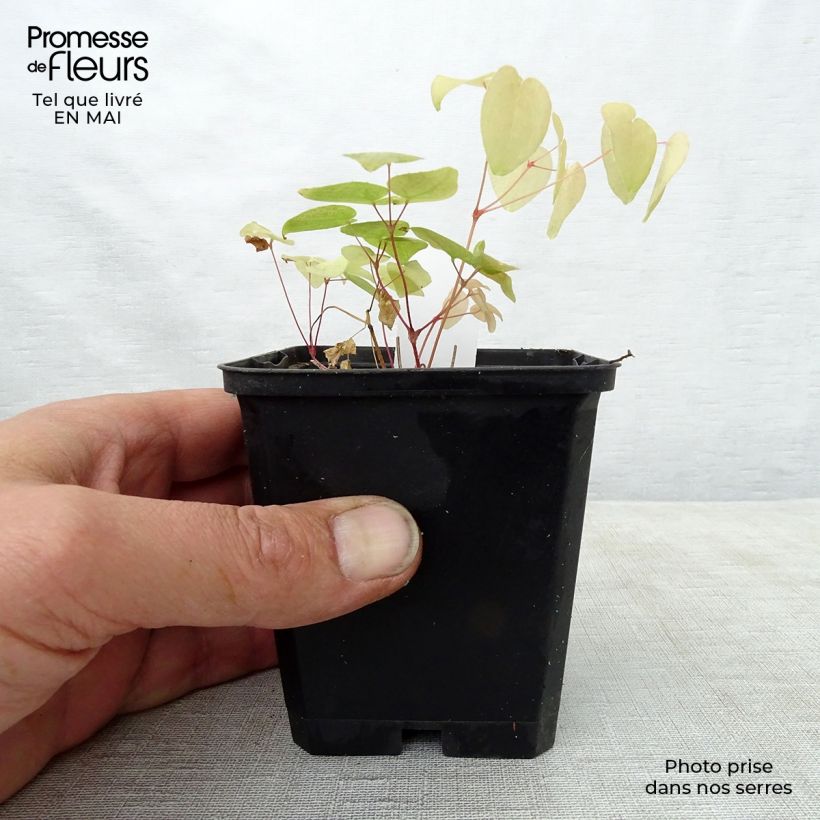 Epimedium grandiflorum Red Beauty Vasetto da 8/9 cm esemplare consegnato in primavera