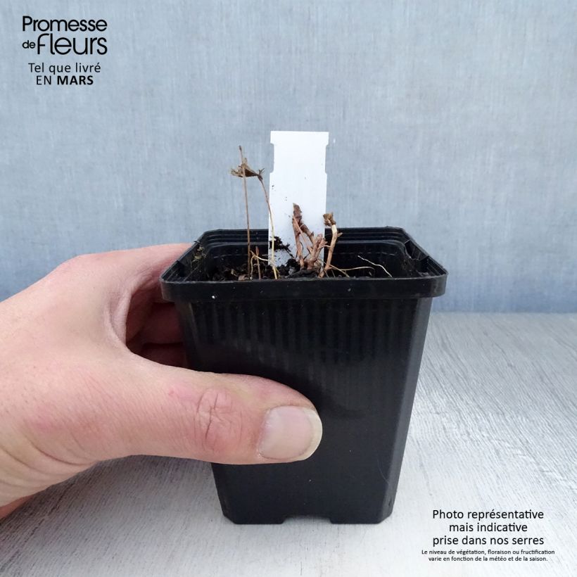 Epimedium leptorrhizum Vasetto da 8/9 cm esemplare consegnato in primavera